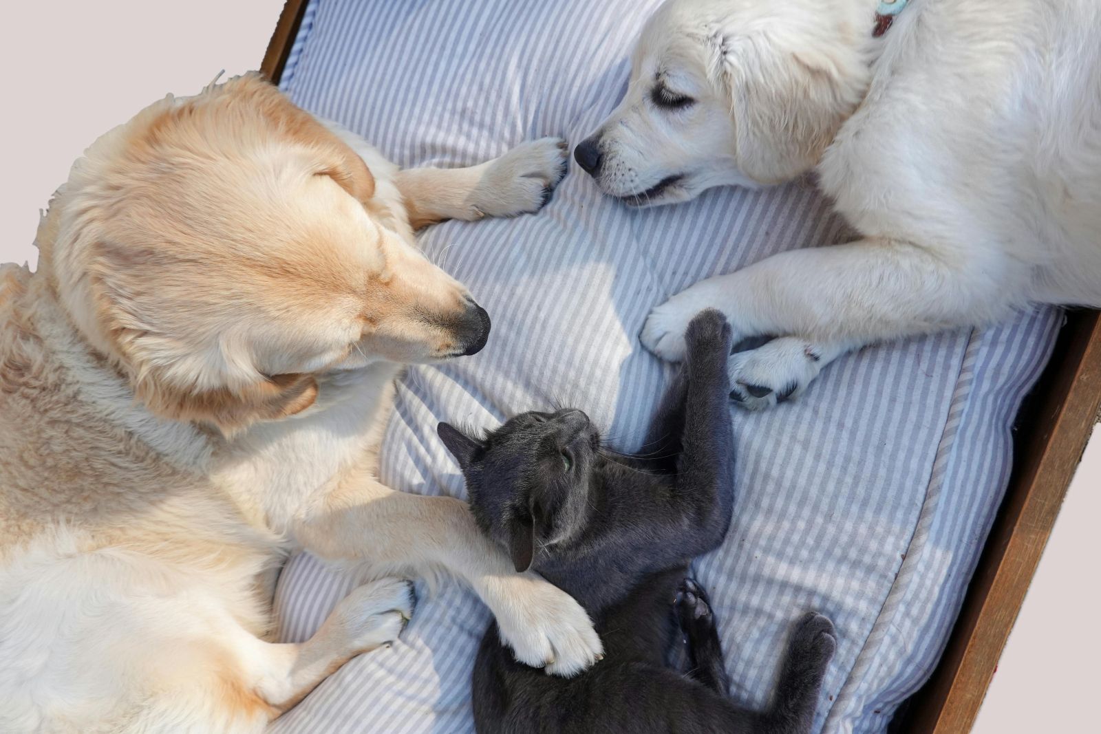 dogs%20and%20cats.jpg